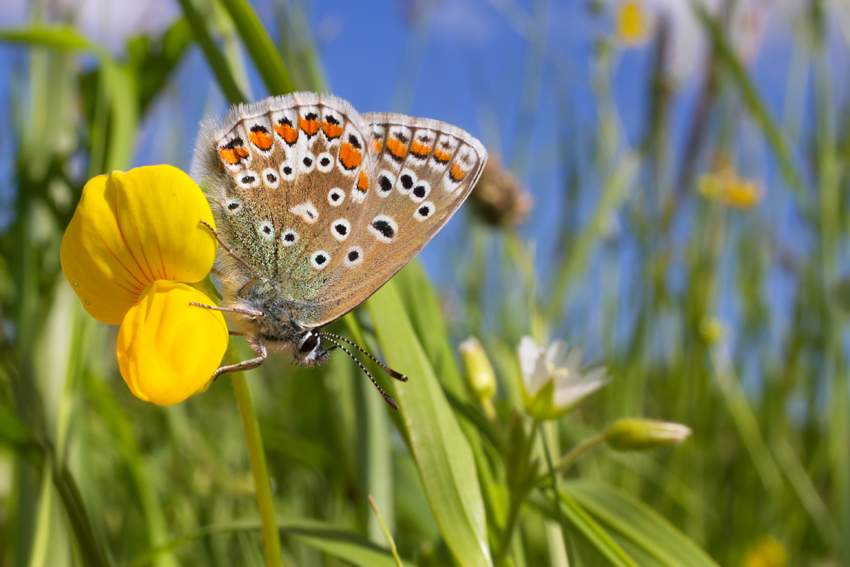 Common Blue female 2